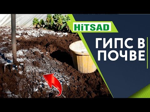 Видео: Почему НЕЛЬЗЯ Класть в ПОЧВУ ГИПС ✔️ Раскисление почвы Гипсом