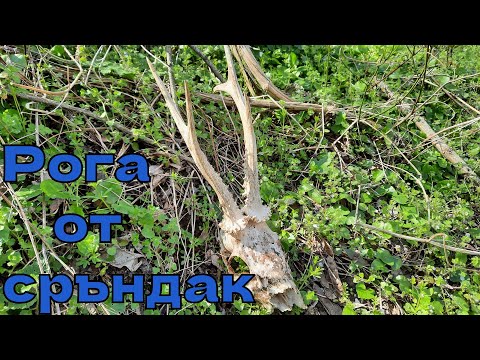 Видео: Последен ден в търсене на рога