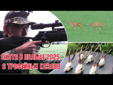 Видео: Охота в Польше 2025: 6 трофейных козлов, несмотря на капризы гона