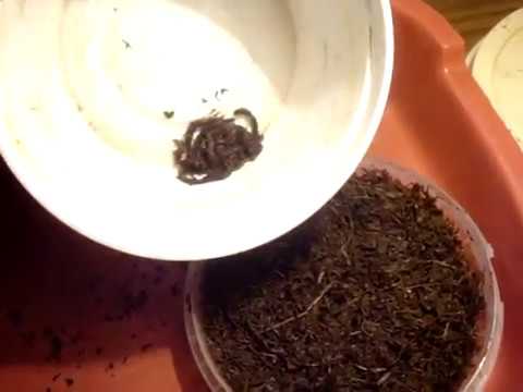 Видео: 1500 червей от одного червя в год - миф или реальность? Эксперимент. Ч.1.