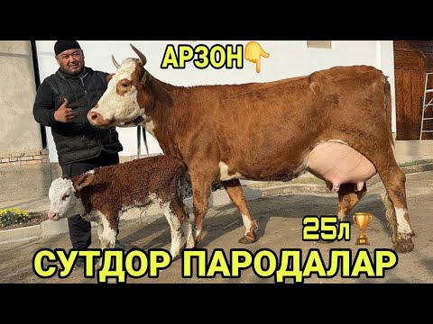 Видео: ЧЕМПИОН РАССИЙИСКИ ШВЕД СИММЕНТАЛ ОЛА СУТДОР СИГИРЛАР СОТИЛАДИ SIGIRLSR SOTILADI 1 ноября 2025 г