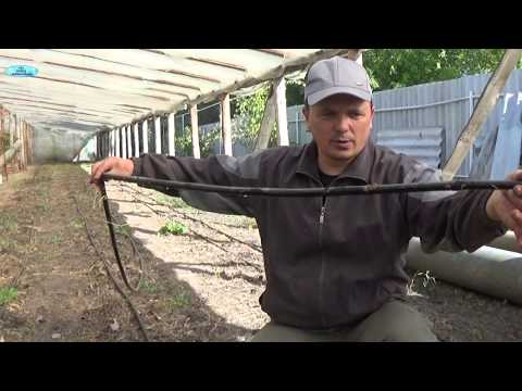 Видео: КАК СОХРАНИТЬ КАПЕЛЬНЫЙ ПОЛИВ ДО ВЕСНЫ.