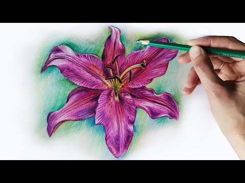 Видео: Лилия цветными карандашами. Подробный мастер-класс