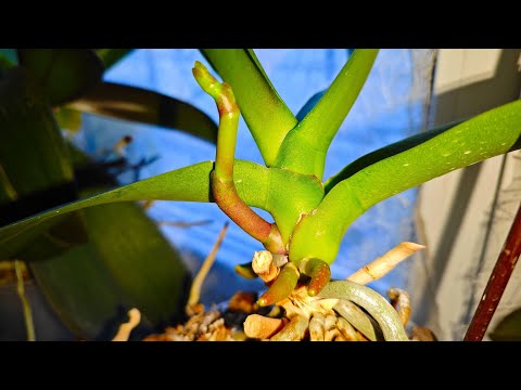 Видео: В0дка и немного СОКА и ОРХИДЕЯ Вся В ЦВЕТОНОСАХ