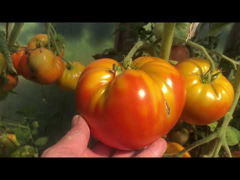 Видео: Описание куста крупных, урожайных томатов. Дегустация, томаты в разрезе.