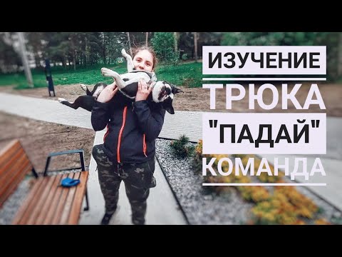 Видео: Поэтапный разбор трюка "падай" с бостон терьером/Как я этому научила