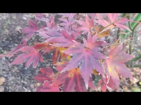 Видео: Късно есенна разходка в градината