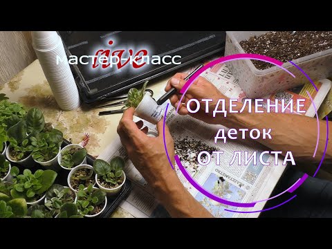 Видео: Отделение деток фиалок от листа. Живой мастер-класс