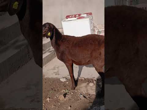 Видео: 6 ноября 2025 г.