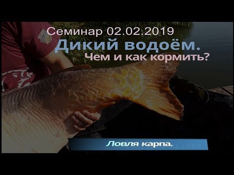 Видео: Ловля карпа. Дикий водоем. Зерновые. Прикормка. Семинар в Хмельницком.