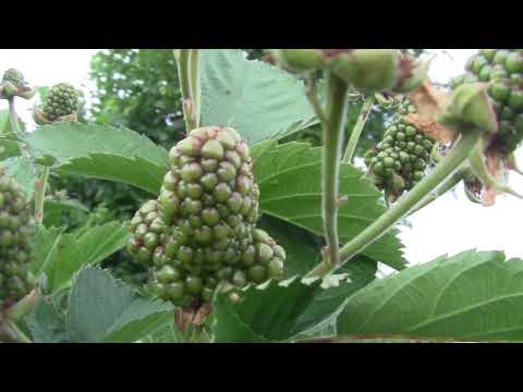 Видео: Ежевика Фридом.