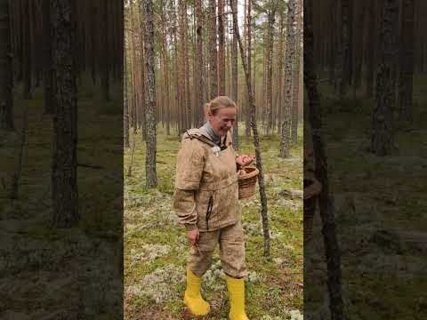 Видео: 🍄❤️🔥новый гриб - подсосёнок :) #mushroom