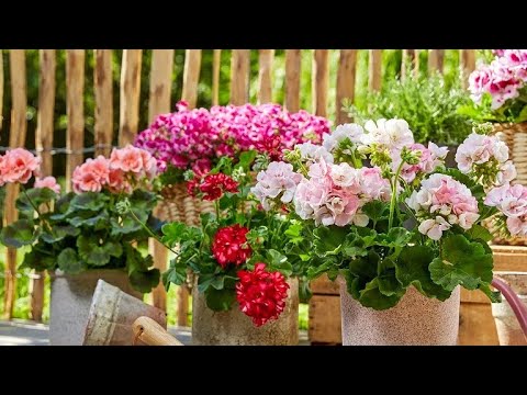Видео: Как подготовить герань к зиме – размножение и подкормка