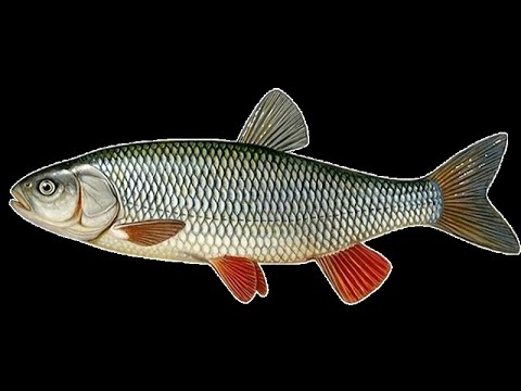 Видео: ГОЛАВЛИНАЯ ОХОТА НА ЖУКА