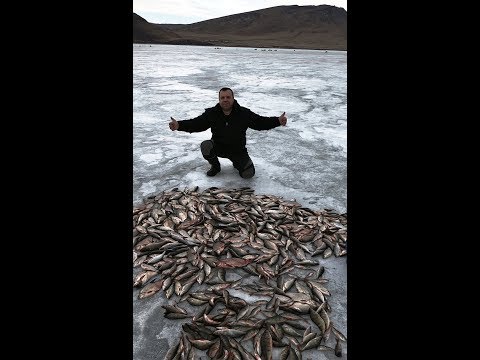 Видео: Отличная зимняя рыбалка на Красноярском "море"/ 1 серия