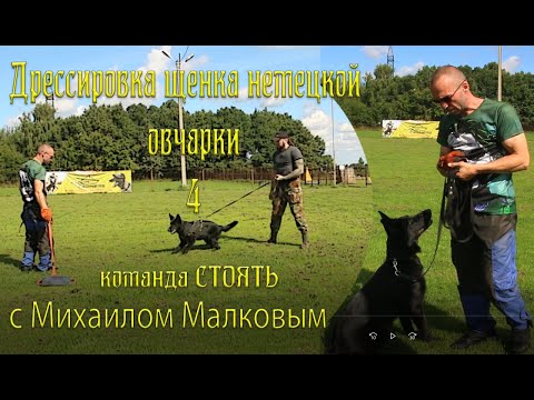 Видео: Дрессировка щенка немецкой овчарки с Михаилом Малковым. Первые шаги #4 Команда СТОЯТЬ