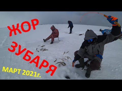 Видео: БЕШЕНЫЙ клев ЗУБАРЯ. Поймали ТРИ МЕШКА рыбы. Показываю на ЧТО ПОЙМАЛ. Зимняя РЫБАЛКА на КОРЮШКУ.