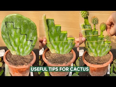 Видео: Простой уход за кактусами для НОВИЧКОВ?