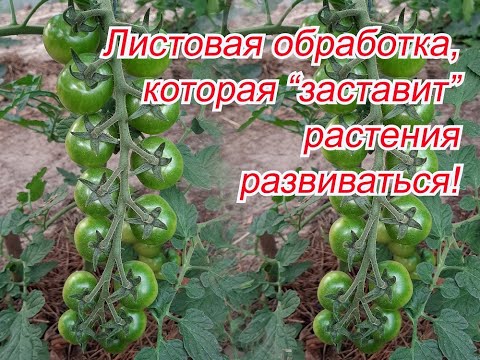Видео: Каждый год делаем такую обработку всех растений огороде!!