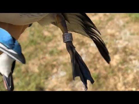 Видео: Окольцованная лесная утка в последний день! Фазан! Олень! Ранний сезон уток!