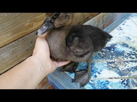 Видео: Вес утят в месяц - скорость роста//Чем я кормлю утят с месяца