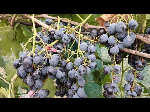 Видео: Виноград на 28 . 10 . 2025 г