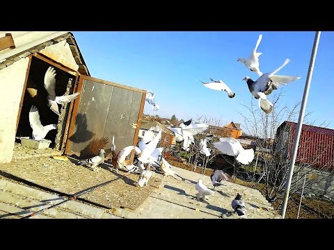 Видео: скрестили две породы голубей( бойная порода)