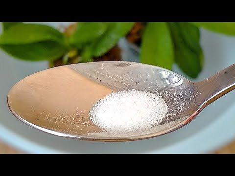 Видео: ПОСЛЕ орхидеи ПРОСНУТСЯ! КОРНИ орхидеи ПРОРВУТСЯ! ЛИСТЬЯ орхидеи ВОССТАНОВЯТСЯ! орхидеи ВОСПРЯНУТСЯ!