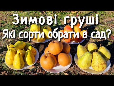 Видео: Зимові сорти груші. Які сорти груші обрати в сад.