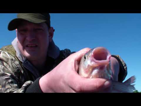 Видео: Я в шоке!!! Первый жор ЯЗЯ на кольцо!! Супер рыбалочка!! Рай рыбака!!
