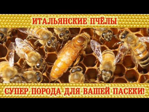 Видео: Итальянские пчёлы - супер порода для вашей пасеки! | Italian bees - a breed for your apiary!