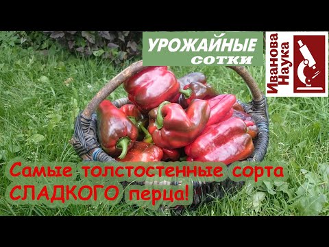 Видео: Любимые толстостенные сорта сладкого перца. Невозможно отказаться от выращивания!