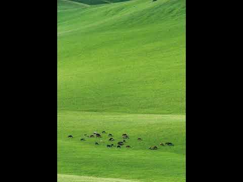 Видео: Қазақ күйлері, (4) Kazakhs music dombra. Kazakhstan traditional music