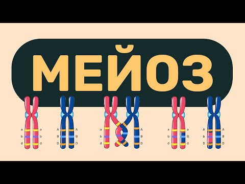 Видео: Мейоз | ЕГЭ Биология