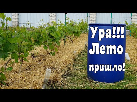 Видео: Срочно кормим виноград. Мульчирование .Косьба междурядий .