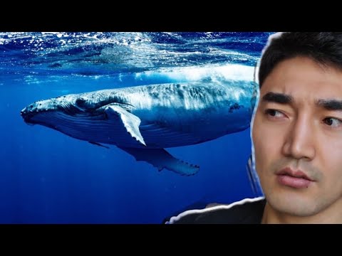 Видео: ЦЭНХЭР ХАЛИМ ЯГ ҮНЭНДЭЭ ЮУ ВЭ?