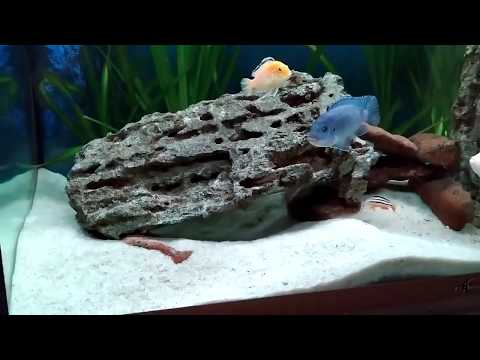 Видео: Цихлиды какой грунт лучше (белый песок)