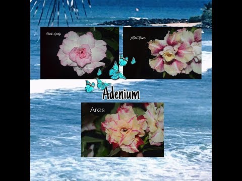 Видео: АДЕНИУМ. Коллекция редких адениумов #6. Адениум Pink Lady, Ares и Mat Biec