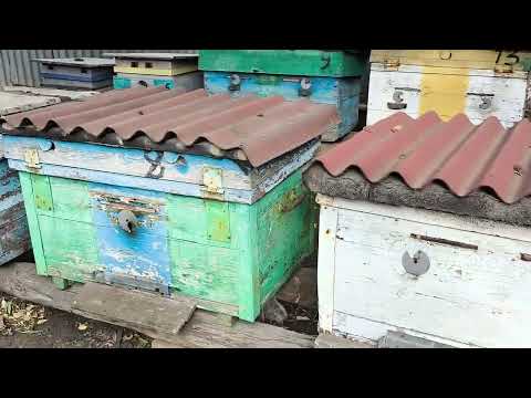 Видео: Короткий репортаж с прифронтовой пасеки.