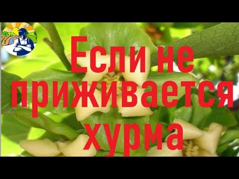 Видео: Вам не надоело покупать саженцы хурмы?