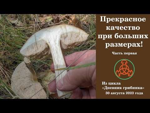 Видео: Прекрасное качество при больших размерах! "Дневник грибника" 30 августа 2023 года Первая часть.