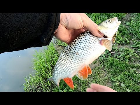 Видео: Голавль. На вечерней Упе. Монстр на крючке.