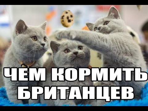 Видео: #51 Чем кормить британских кошек чтобы они были здоровы и счастливы(#британские #кошки #happy #cats)