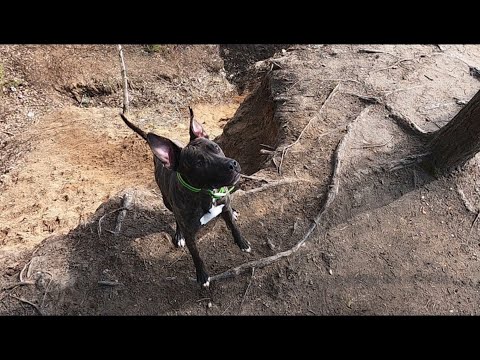 Видео: Летающие питбули и стаффы. Прогулка на Антипасху 2020 г.