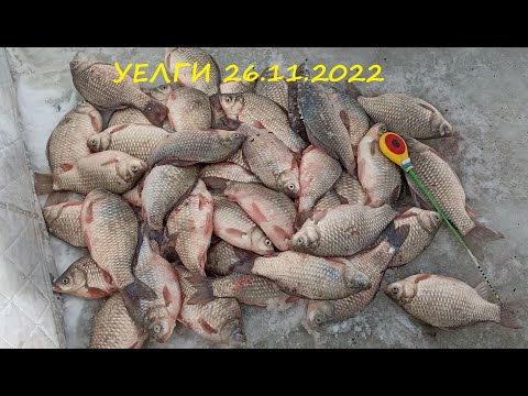 Видео: ОТКРЫТИЕ ЗИМНЕГО СЕЗОНА на ОЗЕРЕ УЕЛГИ, ЗИМНИЙ КАРАСЬ 26.11.2022, Первый лёд.