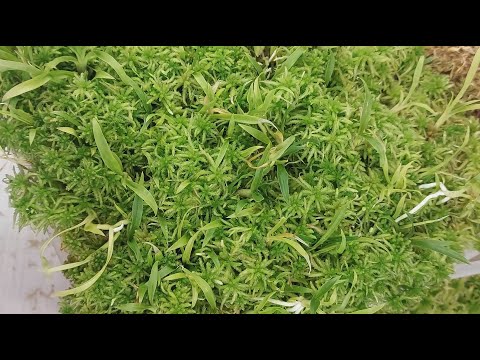 Видео: Через два месяца в общей посадке пора рассадить морковных малышей из Тайланда. Орхидея катасетум.