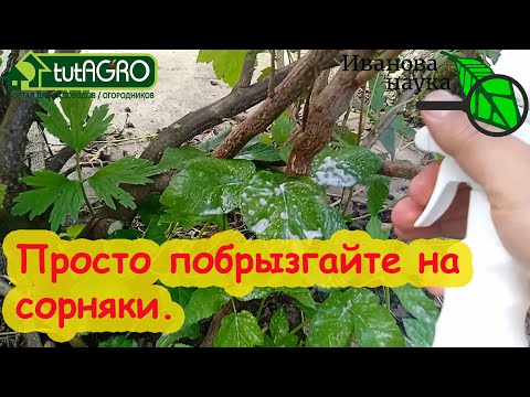 Видео: СОРНЯКИ СГОРЯТ ЗА ДЕНЬ! Вытравливаем сорняки прямо из кустов безопасным способом: и сныть, и вьюнок.