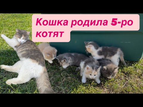 Видео: Нашёл в гараже моём  , мою кошку с пятью пушистыми котятами ￼❤️❤️❤️