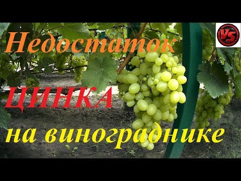 Видео: Как Определить недостаток ЦИНКА на винограднике