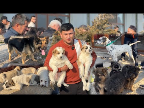 Видео: САМАРКАНД ИТ БОЗОРИ НАРХЛАРИ Собачий Рынок Самарканд.